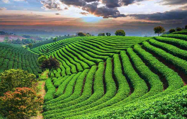 Sylhet Tour - Sreemangal Tea Garden Tour